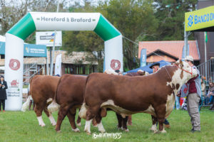 Expointer conhece os Grandes Campeões Hereford e Polled Hereford Argola