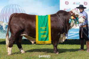 Grandes Campeões Braford Argola são apresentados ao público da Expointer
