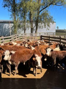 Programa Carne Hereford e Estância Santa Liliana fecham parceria para certificação de terneiros