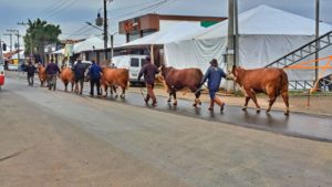 Primeiros animais começam a chegar para a 45ª Expointer