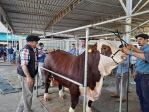 ABHB realiza admissão em animais inscritos na 45ª Expointer