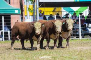 Raças Hereford e Polled Hereford conhecem seus campeões rústicos na Expointer