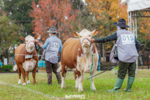 86ª Expofeira de Uruguaiana abre inscrições para animais Hereford e Braford