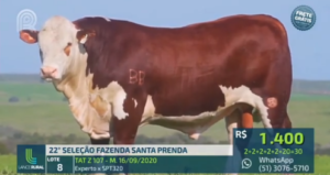 22º Leilão Seleção Santa Prenda encerra com boas vendas