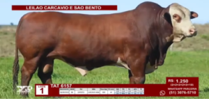 Leilão Carcávio e São Bento tem pista movimentada em Santiago (RS)