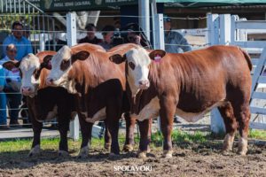 45ª Expointer conhece os Grandes Campeões Braford Rústicos