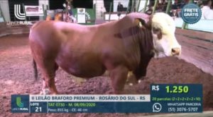 II Remate Braford Premium movimenta pistas de comercialização da temporada de remates