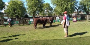 ABHB abre inscrições para 14ª Exposição do Núcleo Fronteira Sul de Hereford e Braford