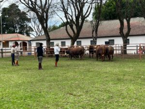 Conheça os Grandes Campeões da 89ª Exposição Agropecuária de Dom Pedrito Farm Show