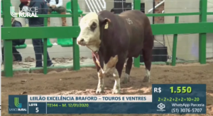 Genética Braford é destaque no leilão da Cabanha Plátano