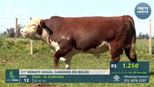 Leilão Virtual da Cabanha do Bolso tem boas vendas e agilidade