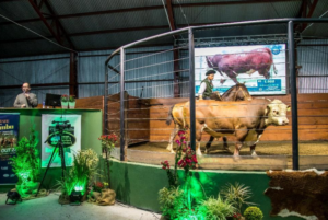 Remate Guatambu e Caty teve pista limpa, oferta de luxo e touro arrematado por R$ 38 mil