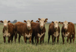 Remate Anual Santa Tereza registra grande volume de vendas