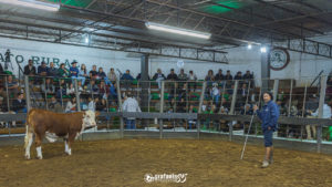Agilidade nas vendas marca 10º Remate do Núcleo Gabrielense de Hereford e Braford