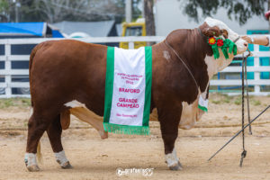 ABHB divulga os grandes campeões das raças Hereford e Braford da Exposição Especial de São Gabriel
