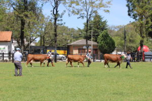 Bagé conhece os grandes campeões Hereford e Braford da 110º Expofeira