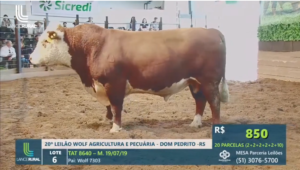 Qualidade genética da raça Hereford é destaque no 20º Leilão Wolf