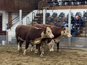 96ª Expofeira de Pelotas apresenta grandes campeões Hereford e Braford