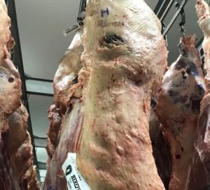 Carne Hereford abre inscrições para IX Concurso de Carcaça