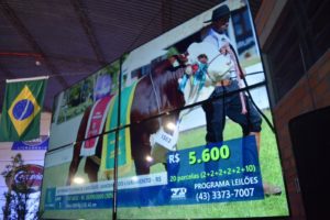 Touro Grande Campeão da Expointer é destaque no Remate Carcávio e Parceiros