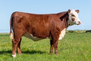 Remate Núcleo Fronteira Sul registra recorde na venda de fêmea Hereford