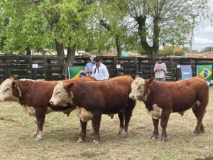 14ª Exposição do Núcleo Fronteira Sul de Hereford e Braford divulga Grandes Campeões