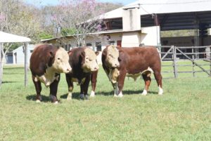 ABHB divulga grande campeões da 80ª Exposição Agropecuária de Alegrete