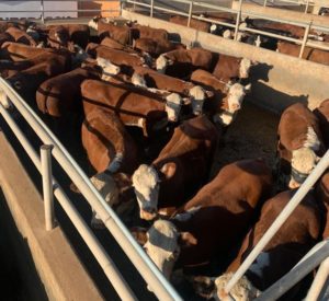 IX Concurso de Carcaças Carne Hereford etapa Frigorífico Silva bate recorde de 598 animais inscritos