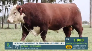 Remate Hereford da Fronteira tem pista movimentada em Pelotas (RS)