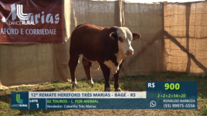 Remate Cabanha Três Marias encerra temporada de leilões de primavera
