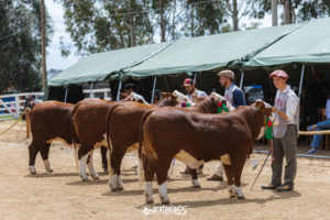 Mais de 600 animais passaram  pelas pistas de julgamentos na temporada de primavera