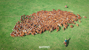 Raças Hereford e Braford tem importante crescente no cenário nacional em 2022
