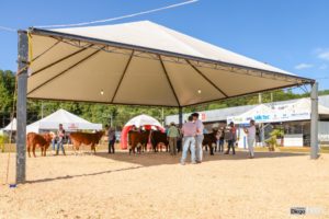 Exposição Especial de Francisco Beltrão conta com mais de 100 animais inscritos