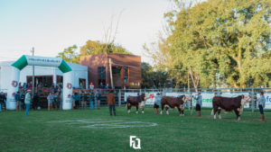 Iniciam preparativos para Exposição Nacional de Hereford e Braford