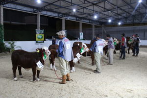 ABHB apresenta Grandes Campeões da modalidade argola da Exposição Especial de Francisco Beltrão