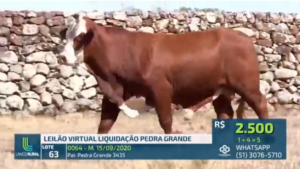 Braford Pedra Grande abre temporada de remates da ABHB