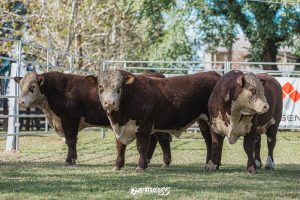 ABHB disponibiliza lista de hotéis para Exposição Nacional de Hereford e Braford