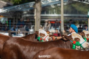 ABHB divulga programação dos julgamentos de admissão e classificação da Exposição Nacional