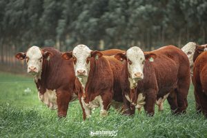 Prazo para envio de avaliações de sobreano encerra no próximo sábado