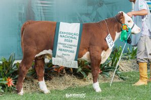 Nacional 2023 apresenta os Grandes Campeões Hereford e Polled Hereford da Exposição de Terneiros