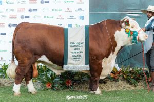 Exposição Nacional conhece os Grandes Campeões Hereford e Polled Hereford