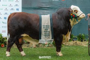Conhecidos os Grandes Campeões Braford Argola da Exposição Nacional