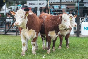 Nacional 2023 conhece campeões Hereford e Polled Hereford da Exposição de Terneiros