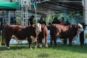 Grandes Campeões Terneiros Rústicos Braford são apresentados ao público da Nacional