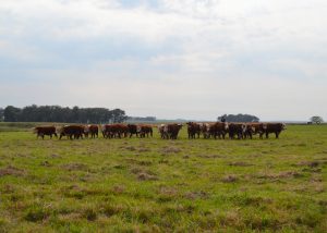 Prova de Avaliação a Campo inicia nos campos da Embrapa Pecuária Sul, em Bagé (RS)