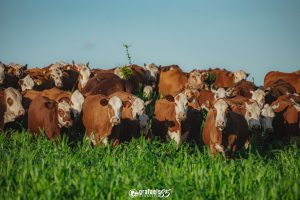 Número de animais inscritos no primeiro semestre reflete no avanço do setor do Registro Genealógico da ABHB