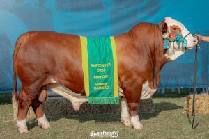 ABHB julga exemplares Braford na Expointer com destaque para a qualidade racial