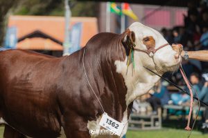 ABHB é destaque com maior número de bovinos de corte inscritos na 46ª Expointer
