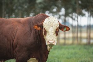 Tecnologia é capaz de prever rebanhos bovinos com carne de alta qualidade