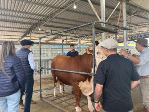 46ª Expointer: Realizado o julgamento de admissão dos animais de argola